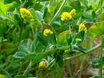 Fotografia da espécie Medicago lupulina