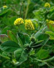 Fotografia da espécie Medicago lupulina