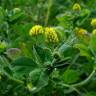 Fotografia 1 da espécie Medicago lupulina do Jardim Botânico UTAD