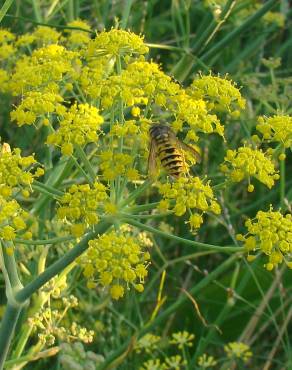 Fotografia 1 da espécie Foeniculum vulgare no Jardim Botânico UTAD