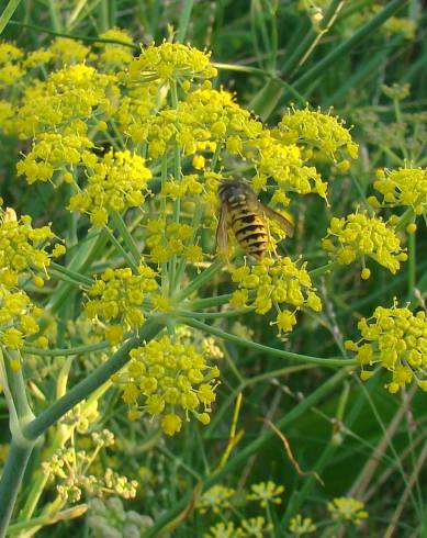 Fotografia de capa Foeniculum vulgare - do Jardim Botânico