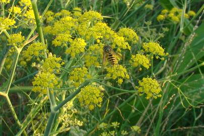 Fotografia da espécie Foeniculum vulgare