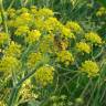 Fotografia 1 da espécie Foeniculum vulgare do Jardim Botânico UTAD