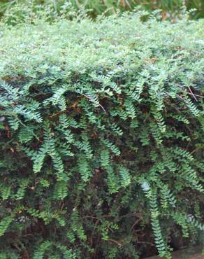 Fotografia 1 da espécie Lonicera nitida no Jardim Botânico UTAD