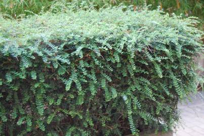 Fotografia da espécie Lonicera nitida