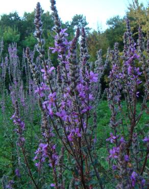 Fotografia 10 da espécie Lythrum salicaria no Jardim Botânico UTAD