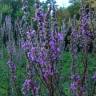 Fotografia 10 da espécie Lythrum salicaria do Jardim Botânico UTAD