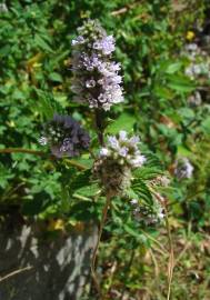 Fotografia da espécie Mentha spicata