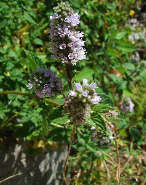 Fotografia 3 da espécie Mentha spicata no Jardim Botânico UTAD