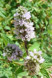 Fotografia da espécie Mentha spicata