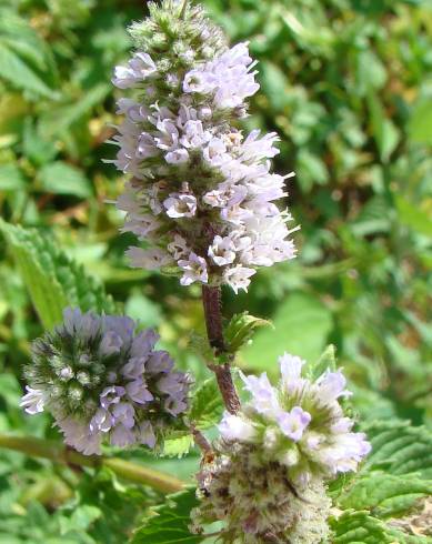 Fotografia de capa Mentha spicata - do Jardim Botânico