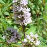 Fotografia 1 da espécie Mentha spicata do Jardim Botânico UTAD