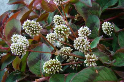 Fotografia da espécie Polygonum capitatum