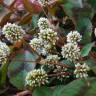 Fotografia 6 da espécie Polygonum capitatum do Jardim Botânico UTAD