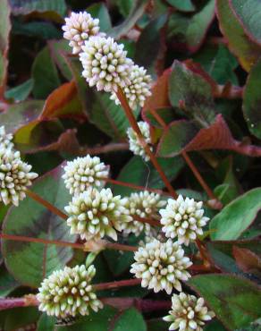 Fotografia 7 da espécie Polygonum capitatum no Jardim Botânico UTAD