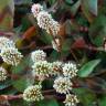 Fotografia 7 da espécie Polygonum capitatum do Jardim Botânico UTAD