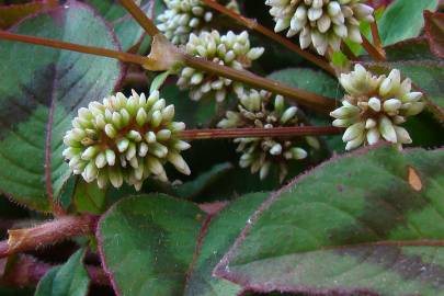 Fotografia da espécie Polygonum capitatum