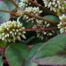 Fotografia 8 da espécie Polygonum capitatum do Jardim Botânico UTAD