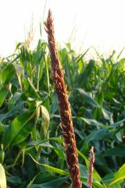 Fotografia da espécie Zea mays subesp. mays