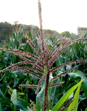 Fotografia 1 da espécie Zea mays subesp. mays no Jardim Botânico UTAD