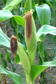 Fotografia da espécie Zea mays subesp. mays