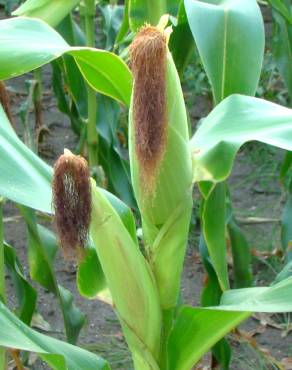 Fotografia 5 da espécie Zea mays subesp. mays no Jardim Botânico UTAD