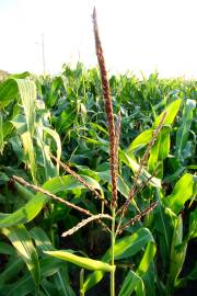 Fotografia da espécie Zea mays subesp. mays