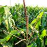 Fotografia 6 da espécie Zea mays subesp. mays do Jardim Botânico UTAD