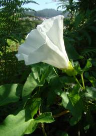 Fotografia da espécie Calystegia silvatica subesp. disjuncta