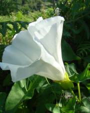 Fotografia da espécie Calystegia silvatica