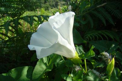 Fotografia da espécie Calystegia silvatica subesp. disjuncta