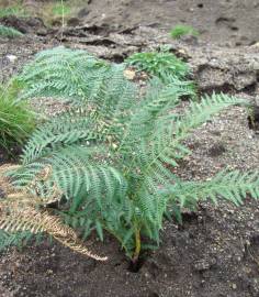 Fotografia da espécie Pteridium aquilinum subesp. aquilinum