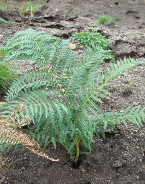 Fotografia 7 da espécie Pteridium aquilinum subesp. aquilinum no Jardim Botânico UTAD