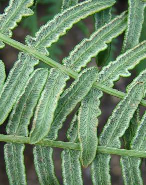 Fotografia 8 da espécie Pteridium aquilinum subesp. aquilinum no Jardim Botânico UTAD