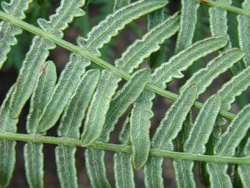 Fotografia da espécie Pteridium aquilinum subesp. aquilinum