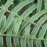 Fotografia 8 da espécie Pteridium aquilinum subesp. aquilinum do Jardim Botânico UTAD