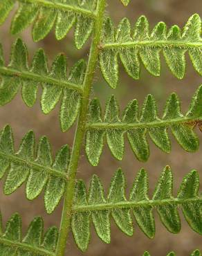 Fotografia 9 da espécie Pteridium aquilinum subesp. aquilinum no Jardim Botânico UTAD