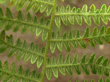 Fotografia da espécie Pteridium aquilinum subesp. aquilinum