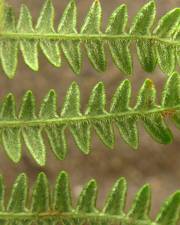 Fotografia da espécie Pteridium aquilinum