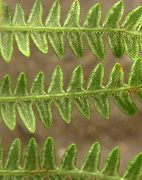 Fotografia 1 da espécie Pteridium aquilinum subesp. aquilinum no Jardim Botânico UTAD