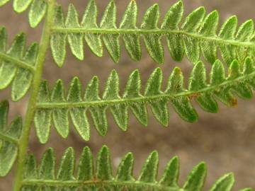 Fotografia da espécie Pteridium aquilinum subesp. aquilinum