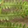 Fotografia 1 da espécie Pteridium aquilinum subesp. aquilinum do Jardim Botânico UTAD
