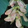 Fotografia 4 da espécie Acer pseudoplatanus do Jardim Botânico UTAD