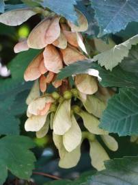 Fotografia da espécie Acer pseudoplatanus