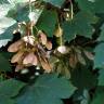 Fotografia 7 da espécie Acer pseudoplatanus do Jardim Botânico UTAD