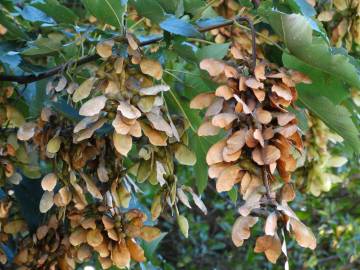 Fotografia da espécie Acer pseudoplatanus