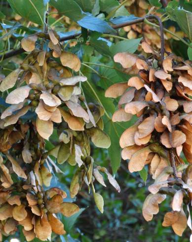 Fotografia de capa Acer pseudoplatanus - do Jardim Botânico