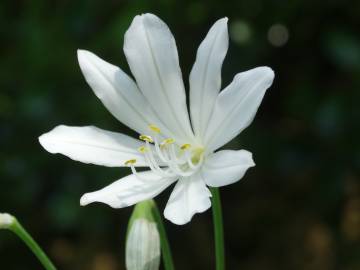 Fotografia da espécie Agapanthus africanus