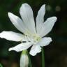 Fotografia 5 da espécie Agapanthus africanus do Jardim Botânico UTAD