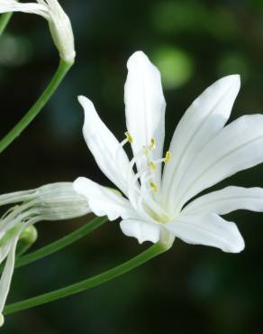 Fotografia 6 da espécie Agapanthus africanus no Jardim Botânico UTAD